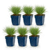 Green boutiQ - Perennials - Festuca glauca - Blue Fescue - Evergreen - Blue - 6 plants - Pot 11cm - Height 15-25cm Bild 2