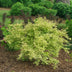 Japanischer Ahorn 'Methamorphosa' - 26cm Topf, 90cm hoch Bild 5