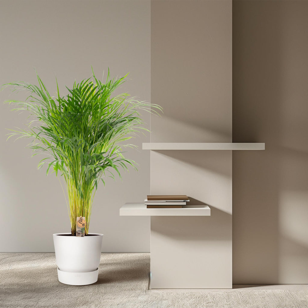 Areca-Palme - Ø21cm - ↕100cm
