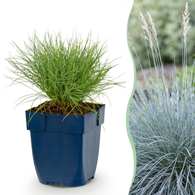 Green boutiQ - Perennials - Festuca glauca - Blue Fescue - Evergreen - Blue - 6 plants - Pot 11cm - Height 15-25cm