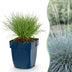 Green boutiQ - Perennials - Festuca glauca - Blue Fescue - Evergreen - Blue - 6 plants - Pot 11cm - Height 15-25cm Bild 1