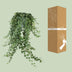 Hedera Helix Pitsburg - Hang/XXL - Ø24cm - ↕cm Bild 5