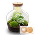 Flaschengarten 'Fat Joe grün' DIY-Pflanzterrarium, 30 cm, ohne Werkzeuge Bild 1