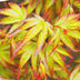 Acer palmatum 'Little Princess' - Japanischer Ahorn, 35cm, Topf 12cm Bild 7
