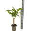 Dracaena Fragrans Massangeana Ø17cm - ↕60 - 80cm Bild 2