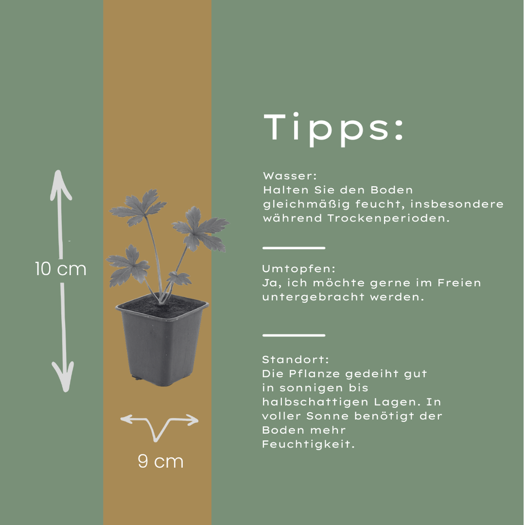 12x Astrantia major Sterndolde 10-25cm im 9cm Topf