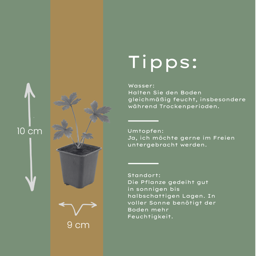 12x Astrantia major Sterndolde 10-25cm im 9cm Topf