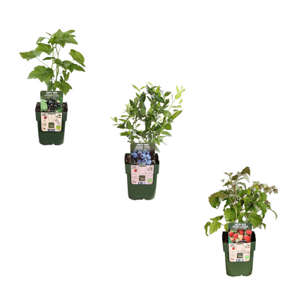„Früchte-Party“ BIO Obstpflanzen-Mix – 3 Beerensorten