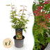 Acer palmatum Phoenix: 3x rosa Zwerg-Ahorn, pflegeleicht, 35cm Bild 1