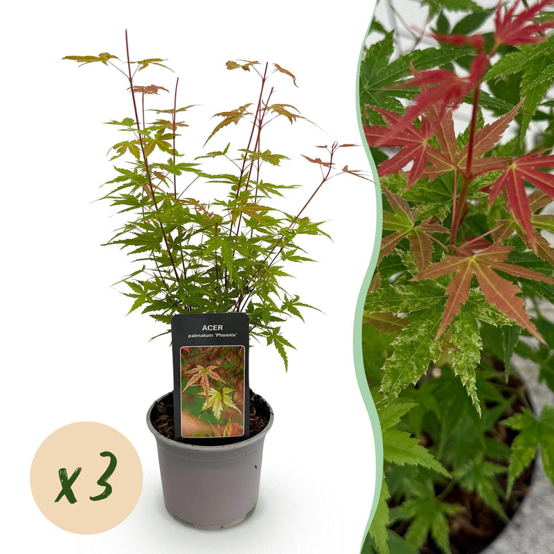 Acer palmatum Phoenix: 3x rosa Zwerg-Ahorn, pflegeleicht, 35cm