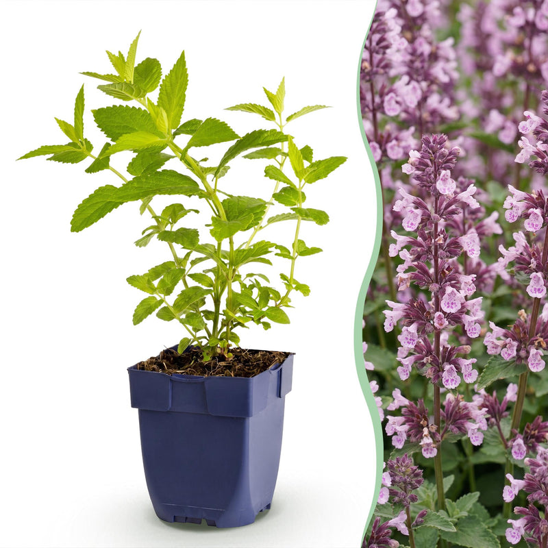 Green boutiQ - Perennial - Nepeta sib. Wild Orchid - Catnip - Bee and Butterfly Attractors - Pink - 12 Plants - Pot 11cm - Height 15-25cm
