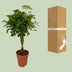 Schefflera Compacta (Schirmbaum) Ø19cm, 80cm hoch Bild 4
