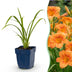 Green boutiQ - Perennial - Hemerocallis Mauna Loa - Daylily - Bee and Butterfly Attractors - Orange - 12 Plants - Pot 11cm - Height 15-25cm Bild 1