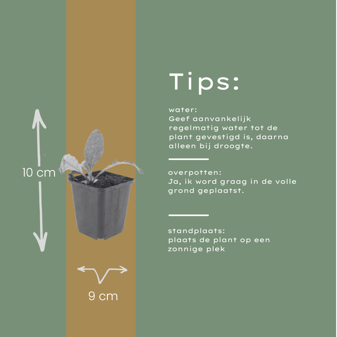 12x Kugeldistel (Echinops ritro), 10-25cm Höhe, Ø9cm Topf