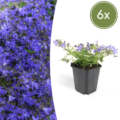 6x Campanula poscharskyana 'Stella' - 10-25cm hoch - Ø9cm Topf