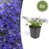 6x Campanula poscharskyana 'Stella' - 10-25cm hoch - Ø9cm Topf Bild 1