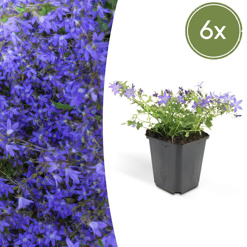 6x Campanula poscharskyana 'Stella' - 10-25cm hoch - Ø9cm Topf