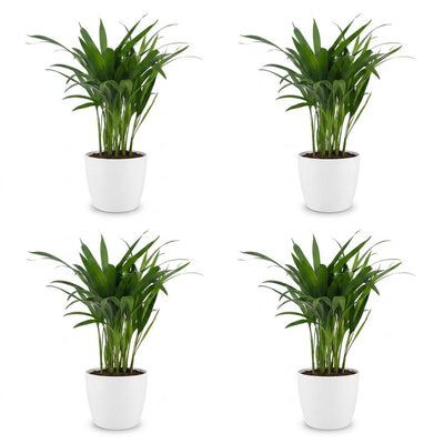 Green boutiQ - Areca Lutescens - Goldfruchtpalme - 4 Pflanzen - met Potter Wit - Pot 12cm - Hoogte - 45cm