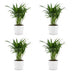 Green boutiQ - Areca Lutescens - Goldfruchtpalme - 4 Pflanzen - met Potter Wit - Pot 12cm - Hoogte - 45cm Bild 2