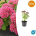 60x Sedum 'Herbstfreude' Staude, 10-25cm hoch, Ø9cm Topf Bild 1