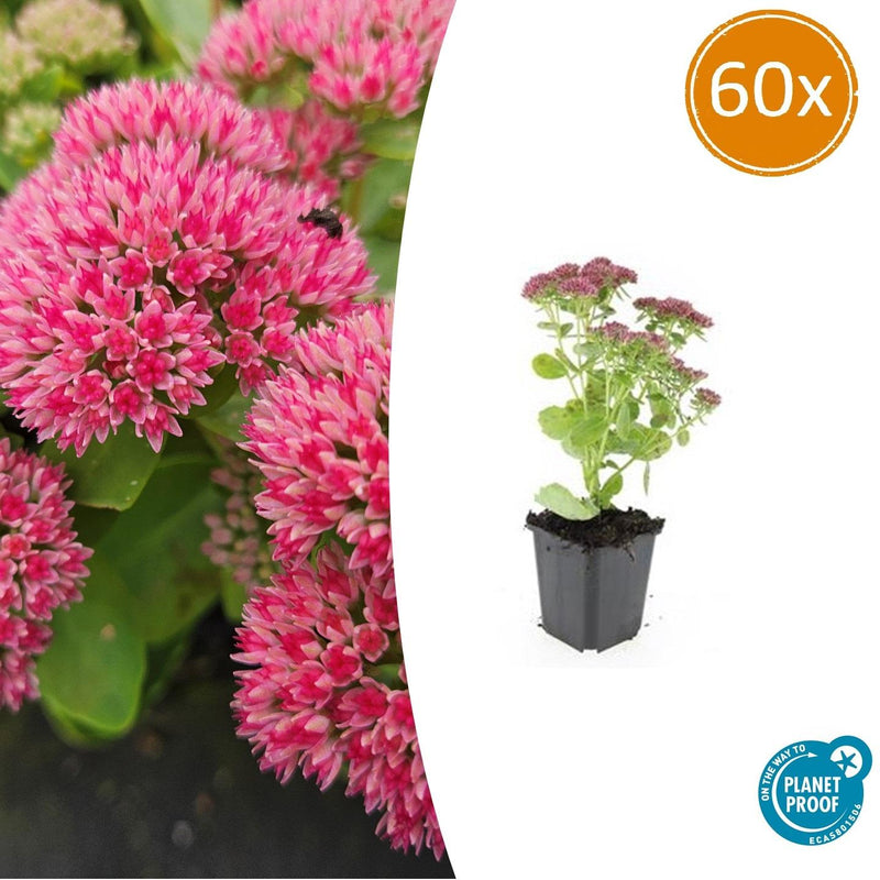 60x Sedum 'Herbstfreude' Staude, 10-25cm hoch, Ø9cm Topf