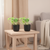 2x Epipremnum Aureum 'Golden Pothos' - 20cm Topf - pflegeleicht Bild 5