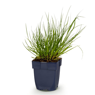 Green boutiQ - Grasses - Panicum virg. Northwind - Switchgrass - With Flowers - Green - 1 Plant - 11cm Pot - Height 15-25cm