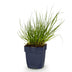 Green boutiQ - Gräser - Panicum virg. Northwind - Prairiegras - Mit Blüte - Grün - 1 Pflanze - Topf 11cm - Höhe 15-25cm Bild 2