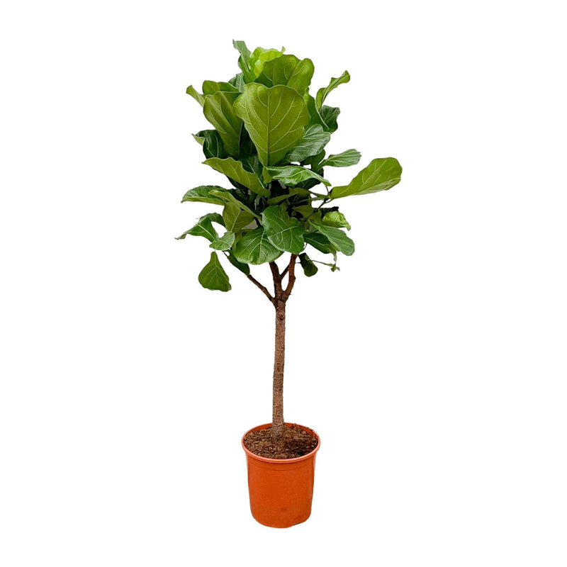 Ficus Lyrata Baum (Geigenfeige) - 180 cm - Ø30 cm Topf