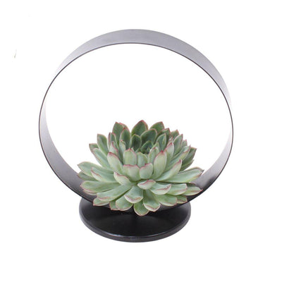 ROOTLESS Echeveria Pulidonis Deko-Set, Ø20cm