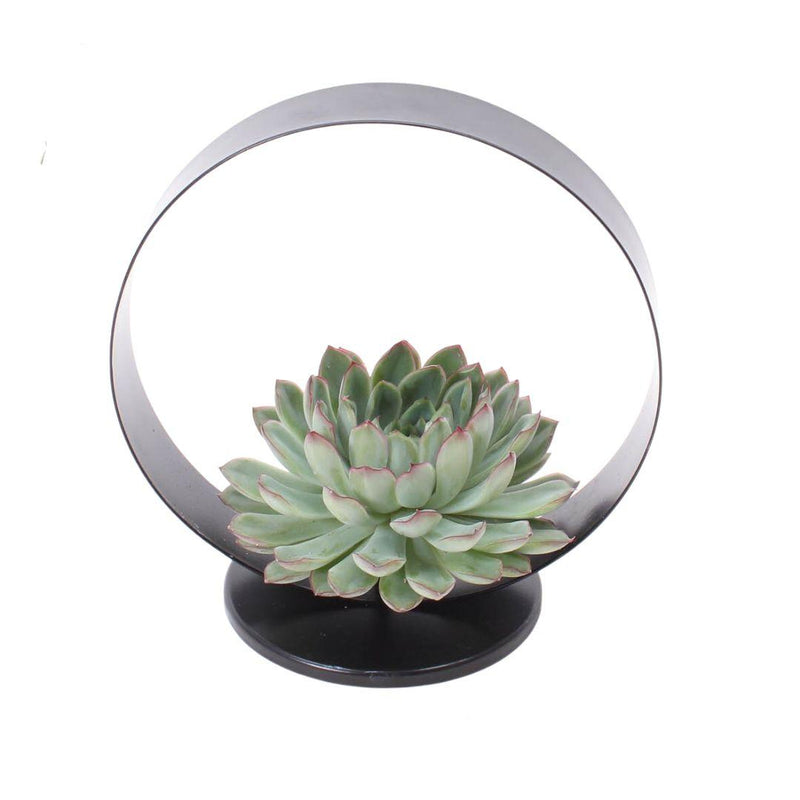 ROOTLESS Echeveria Pulidonis Deko-Set, Ø20cm
