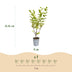 Green boutiQ - 24x Ligustrum ovalifolium Aureum - Buntblättriger Liguster - Heckenpflanzen - Immergrün - Bunt - Topf 9cm - Höhe 35-45cm Bild 4