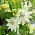 3x Passiflora Constance Elliott, weiße Passionsblume, P9 Topf Bild 3