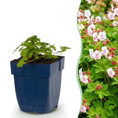 Storchschnabel 'Spessart' - Bodendecker, weiß-rosa, 1 Pflanze