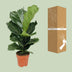Ficus Lyrata Geigenfeige (Ø17cm, ↕75cm) Bild 4
