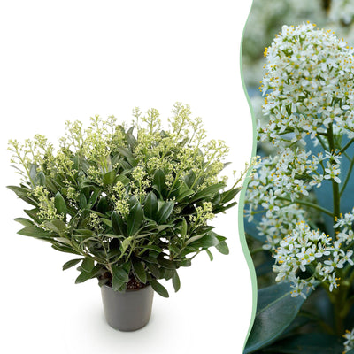 GreenboutiQ - Terrassenpflanze - Skimmia japonica Finchy - Blüte Weiß - 40+ Blüten - 1 Pflanze - Winterhart - Topf 19cm Höhe 60cm