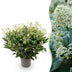 GreenboutiQ - Terrassenpflanze - Skimmia japonica Finchy - Blüte Weiß - 40+ Blüten - 1 Pflanze - Winterhart - Topf 19cm Höhe 60cm Bild 1