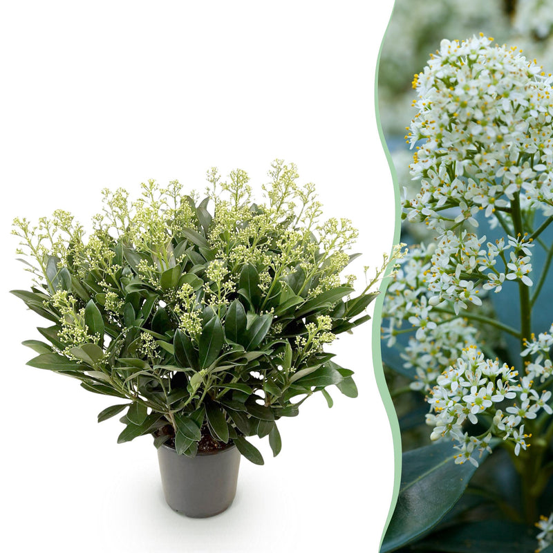 GreenboutiQ - Terrassenpflanze - Skimmia japonica Finchy - Blüte Weiß - 40+ Blüten - 1 Pflanze - Winterhart - Topf 19cm Höhe 60cm