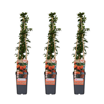 3x Pyracantha 'Orange Glow' Strauch, 65cm hoch, Ø15cm Topf
