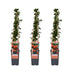 3x Pyracantha 'Orange Glow' Strauch, 65cm hoch, Ø15cm Topf Bild 1
