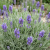 Green boutiQ - Stauden - Lavandula ang. Dwarf Blue - Lavendel - Duftend - Violett - 6 Pflanzen - Topf 11cm - Höhe 15-25cm Bild 5