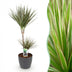 Dracaena Marginata Bicolor Houseplant in Pot, 90-100cm Bild 1