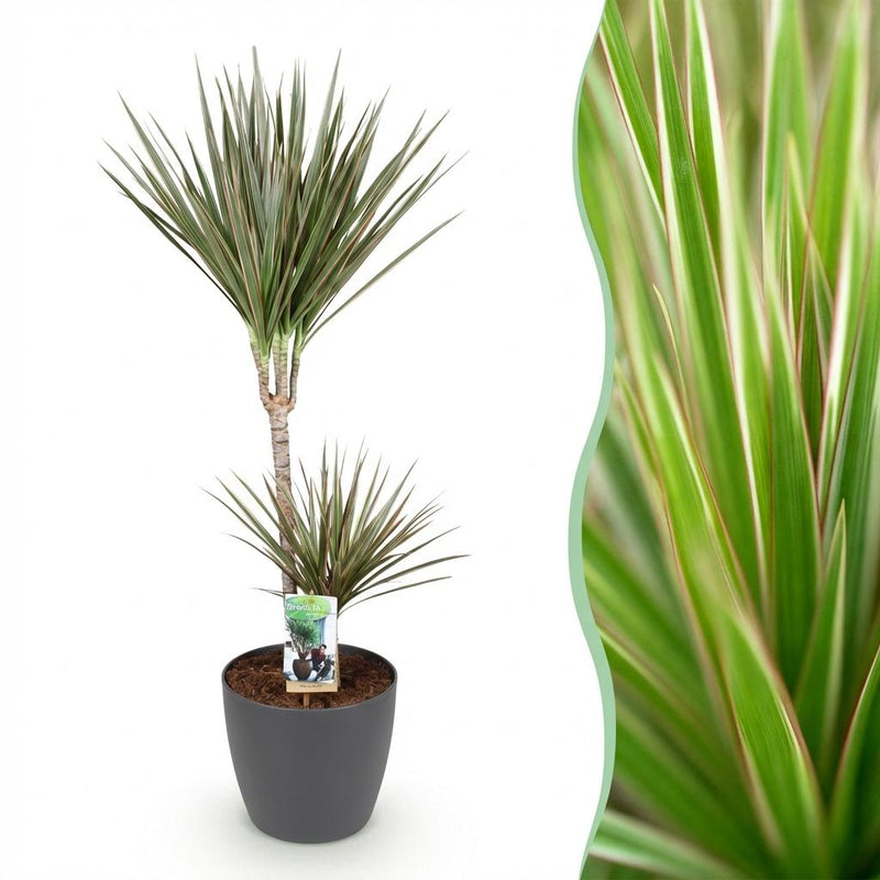 Dracaena Marginata Bicolor Houseplant in Pot, 90-100cm