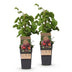 Japanische Weinbeere (Rubus phoenicolasius) – 2 Pflanzen Bild 2