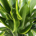 Dracaena fragrans Golden Coast – pflegeleichte Zierpflanze im 17cm Topf Bild 5