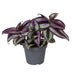 Tradescantia Zebra Pink Joy - Bunt blühende Zimmerpflanze Ø6cm Bild 1