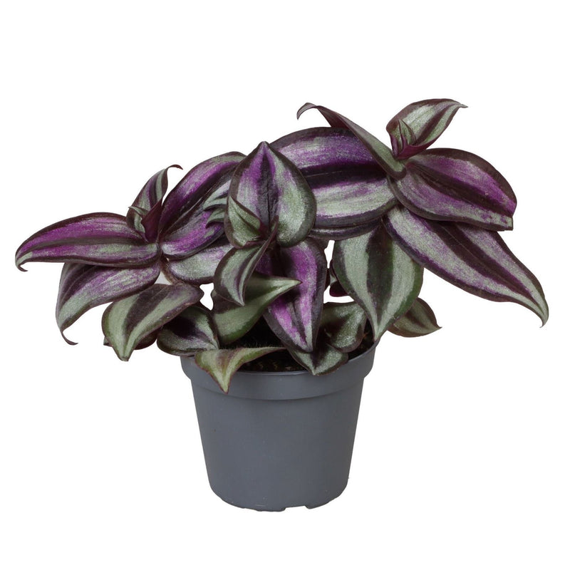 Tradescantia Zebra Pink Joy - Bunt blühende Zimmerpflanze Ø6cm