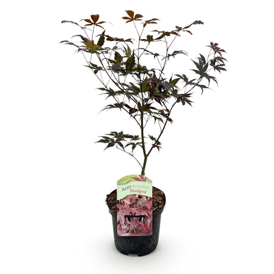 Japanischer Ahorn 'Bloodgood' (Acer palmatum) - Roter Laubbaum, 70cm, Topf 19cm