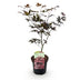 Japanischer Ahorn 'Bloodgood' (Acer palmatum) - Roter Laubbaum, 70cm, Topf 19cm Bild 2