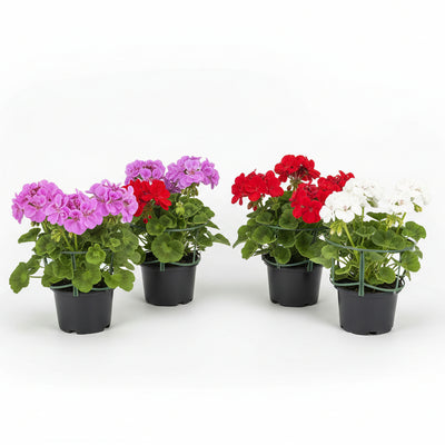 8x Pelargonium peltatum Mix Ø12 cm - 20 cm: Farbenfrohe Blüten für Balkon & Garten